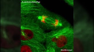 Actual Footage of Cell Division Kidney Cells [upl. by Emmett]