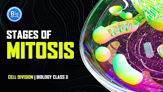 Stages of Mitosis  Cell Division  Biology Class X [upl. by Huesman]