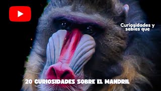 20 Curiosidades sobre el Mandril [upl. by Tterb293]