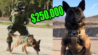 This is What a 250000 Elite Protection Dog Look like [upl. by Hemingway]