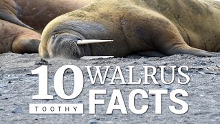 10 Atlantic Walrus Facts [upl. by Cello163]