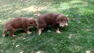 Australian Shepherd Puppies for Sale [upl. by Aguayo]