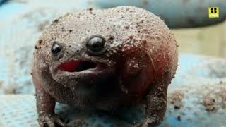 The black rain frog Breviceps fuscus is a unique and fascinating amphibian species [upl. by Neram]