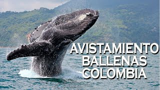 Tour Avistamiento de Ballenas en Colombia Excursiones [upl. by Yhtrod]