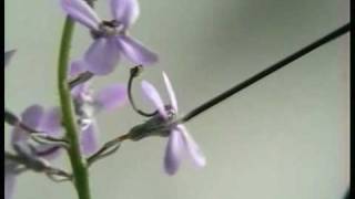 Stylidium If I had a hammer [upl. by Any]