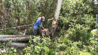 4K Albizia Tree Removal Big Island Hawaii [upl. by Darken]