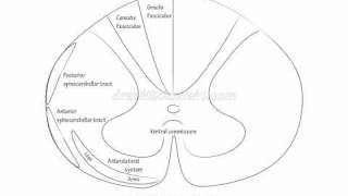 Spinal Cord Ascending Tracts  Draw it to Know it Neuroanatomy [upl. by Allare]