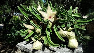 How to Grow Stapelia Daphne Richards Central Texas Gardener [upl. by Smith]