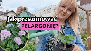 Magia Majtkowego Różu Pelargonie na Przyszły Sezon pelargonia kwiaty ogród  jesień garden [upl. by Ynehpets]