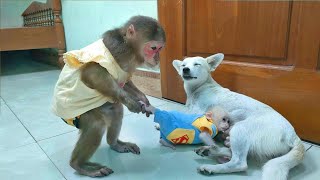 MiMi stops baby monkey Su do not disturb the mother dog and puppies [upl. by Krell]