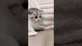 funnyanimals cats funny funnypets pets [upl. by January]