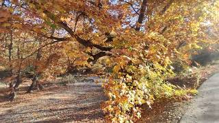 Autumn Magic Along the Babuna River A Breathtaking View of Maple Trees in Full Colorquot [upl. by Yemorej]