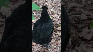 Ayem Cemani pullet looks like grandmother [upl. by Haydon]