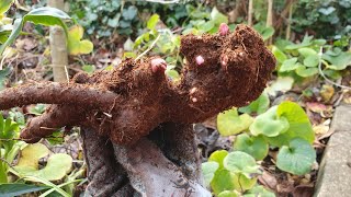 Planting bare root Peonies for gorgeous Spring blooms [upl. by Pisarik]