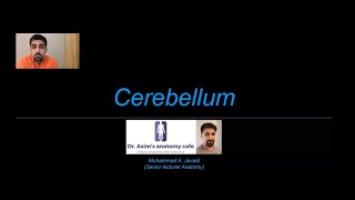 Cerebellum [upl. by Notlaw215]