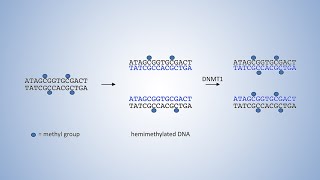 DNALC Short DNA Methyltransferases and DNA Methylation [upl. by Sackman]