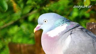 Close up of wood pigeon cooing 230419 [upl. by Reywas]