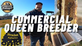 Large Commercial California Queen Breeder of New World Carniolan  Strachan Apiaries [upl. by Ainex]