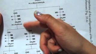 How to Memorize the Dfamily of aldoses to aldohexoses chart [upl. by Einiffit688]