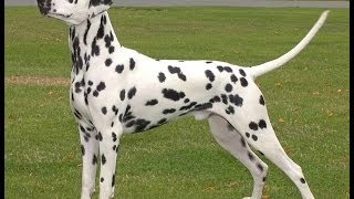 dalmatians dogs breeds [upl. by Ormand630]