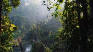 Nature Sounds of Asia Jungle  Exotic Birds Rain Drops  Pure Rainforest Relaxing Ambient Sounds [upl. by Julie]