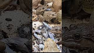 frogs millipedes babyanimals frogging animals amazingfish 4 [upl. by Dnomzed]