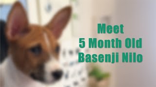 Meet Basenji Nilo [upl. by Irina]