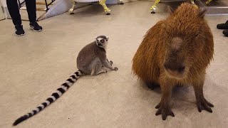 Adorable Capybara amp RingTailed Lemur at Shopping Mall in Japan Yokohama [upl. by Spancake]