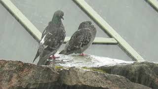 Feral Domestic Pigeon activities in the rain [upl. by Andria]