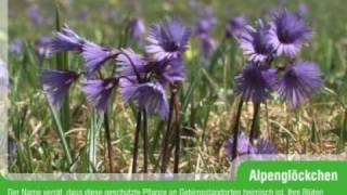 Alpenglöckchen Soldanella alpina [upl. by Etra]