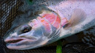 INSANE Winter STEELHEAD FISHING REPAYING Our Debt With Chrome [upl. by Margie]