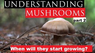 Understanding Mushrooms Part 2 [upl. by Niwde306]