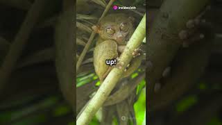 Fun Facts About Galagos funfacts animals wildlife animalcuriosities didyouknow trivia [upl. by Thornie]