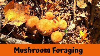 How to Forage for Wild Edible Mushrooms in Ontario [upl. by Reinert]