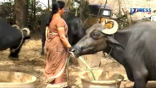 Murrah Buffalo Dairy farming Success story from East Godavari  Express TV [upl. by Eitra44]