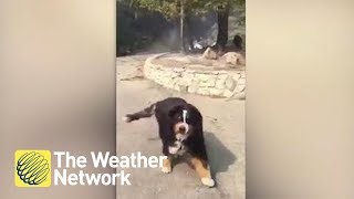 Dog owner finds out the family dog survived Santa Rosa Wildfire [upl. by Wyatt632]