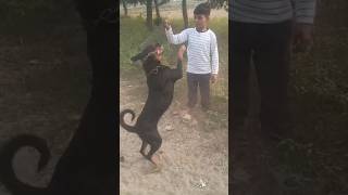 Rottweiler  aggressive  power  trending  pitbull  viral short  utube short  dog pet lover [upl. by Kapeed614]