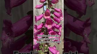 Know and grow your own flowers Annuals perennials biennials [upl. by Durtschi]