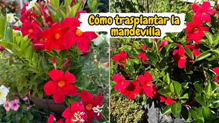 Cómo TRASPLANTAR la MANDEVILLA después de INVIERNO ❄️ [upl. by Joshuah]