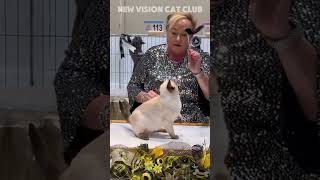 TONKINESE catshow catlover tonkinese catshorts [upl. by Gabriela]