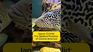 Jaguar Cichlid The Spotted Predator of Central America AquaVerse jaguarcichlid cichlid shorts [upl. by Dasha17]