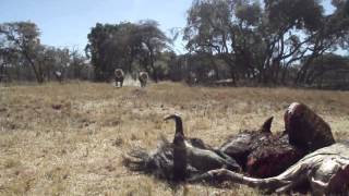 Lion Feeding  Antelope Park Zimbabwe [upl. by Nrehtak]