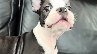 One minute of an adorable Boston Terrier barking [upl. by Yanrahc]