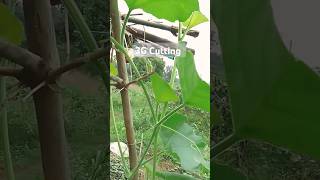 3G cutting kese kare  Loki kishan nature farming funny shorts [upl. by Felipa]