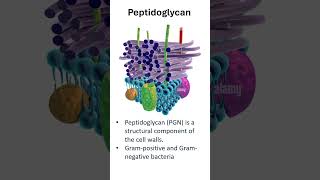 Peptidoglycan In Gram Positive amp Gram Negative Bacteria [upl. by Huei]