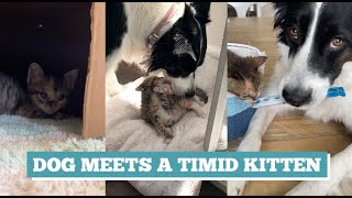 Dog meets a timid kitten  Slow introduction [upl. by Assiran]