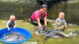 Catch fish after 1 year of stocking the pond and sell it at the market make a septic tank cover [upl. by Anaerol]