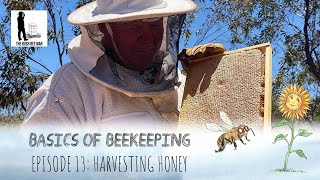 How to Harvest Honey from a Beehive Knowing when honey is ripe  The Bush Bee Man [upl. by Eshman]