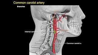 Arteries of the neck [upl. by Maxine353]