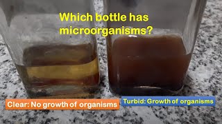 Growth of organism Vs no growth of organism in tryptic soy broth [upl. by Estelle]